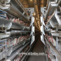 Provide Australia with the most advantageous egg layer chicken cage